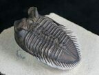 Rare Tower Eyed Erbenochile Trilobite - #7140-10